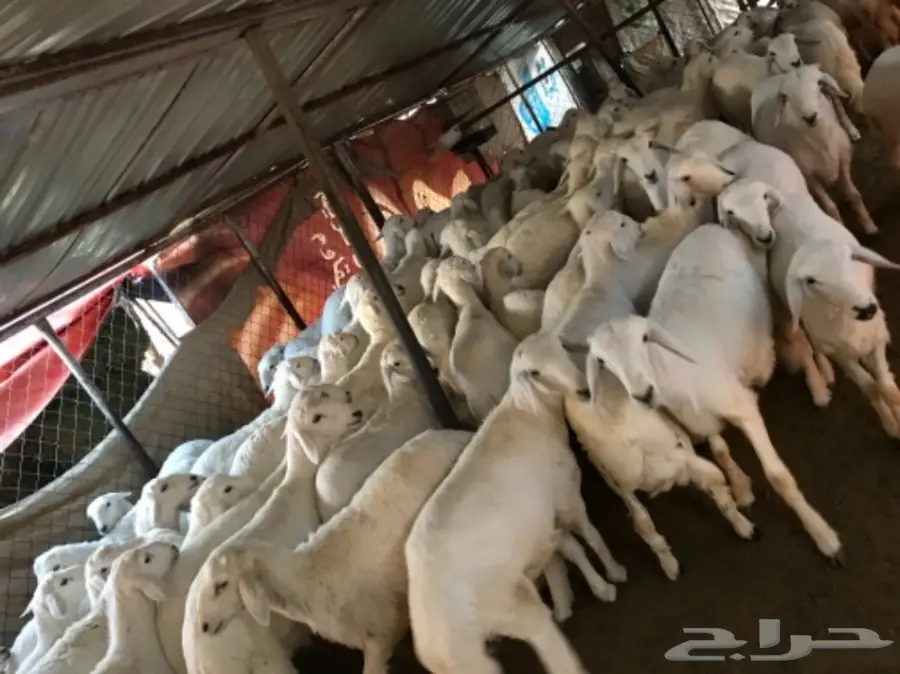 بهم ذبايح  (image 1)