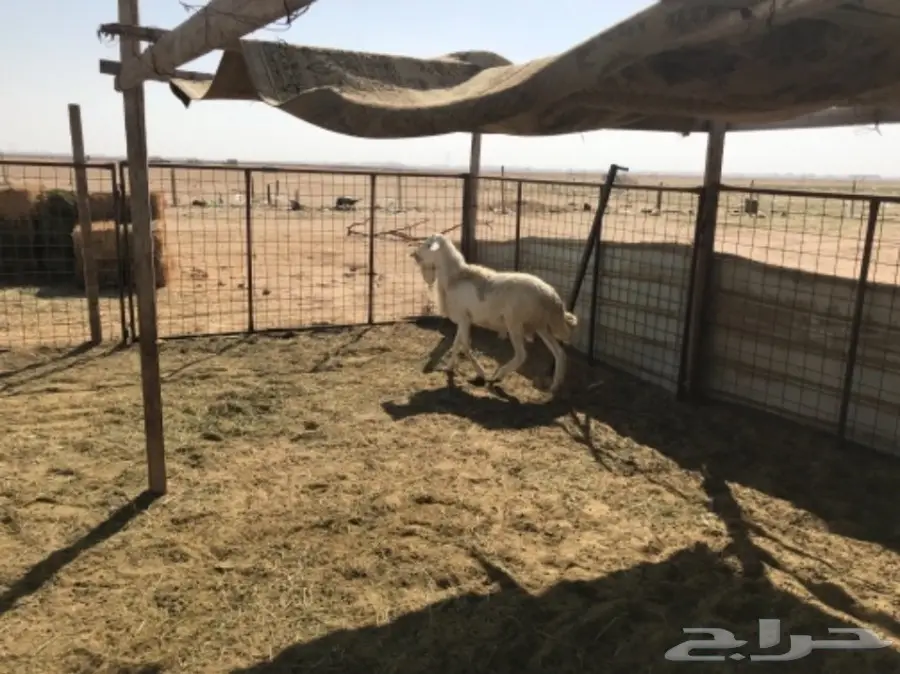 فحل دعدي  (image 1)