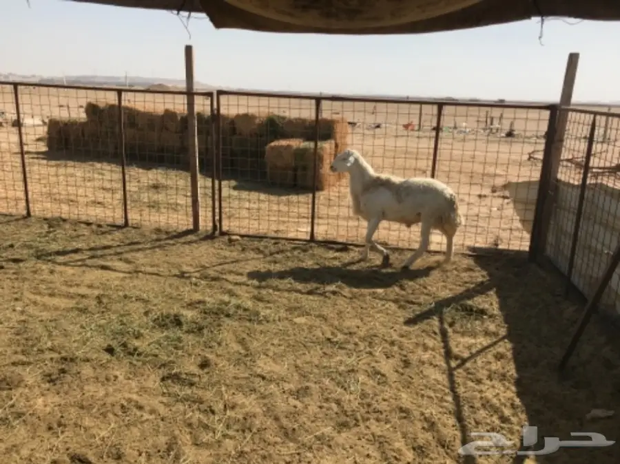 فحل دعدي  (image 2)