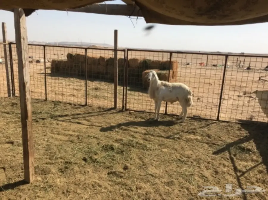 فحل دعدي  (image 3)