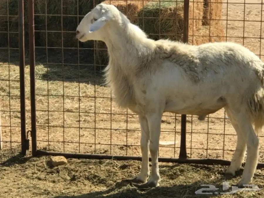 فحل دعدي  (image 4)