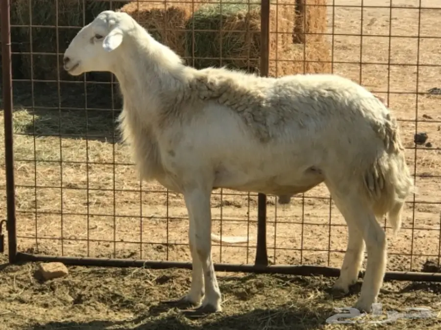 فحل دعدي  (image 5)