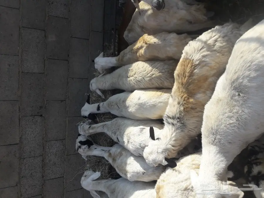 يوجد ضان عدد 45 (image 1)