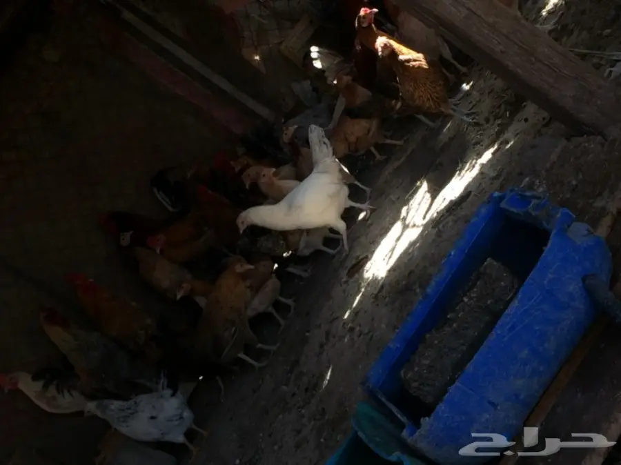 دجاج بلدي أصيل - فرصة لا تُفوّت! (image 1)