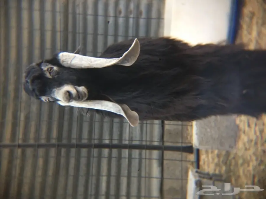 تيس عارضي صنف الصنف معرف (image 1)