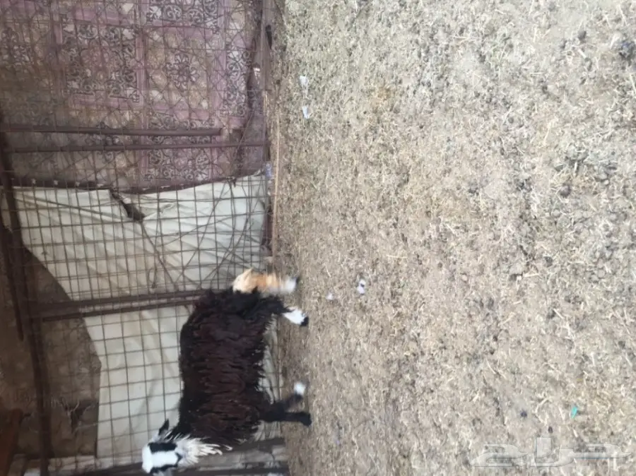 نجدية للبيع 