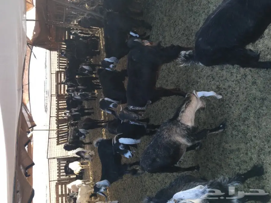 ماعز عارضية 