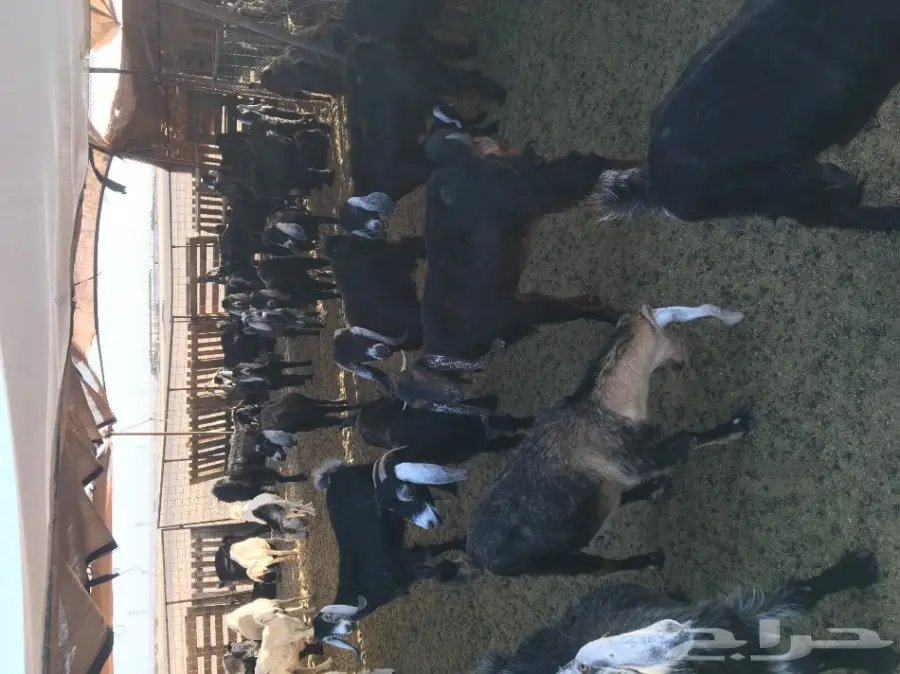 ماعز عارضية أصيل - فرصة لا تُفوّت! (image 1)