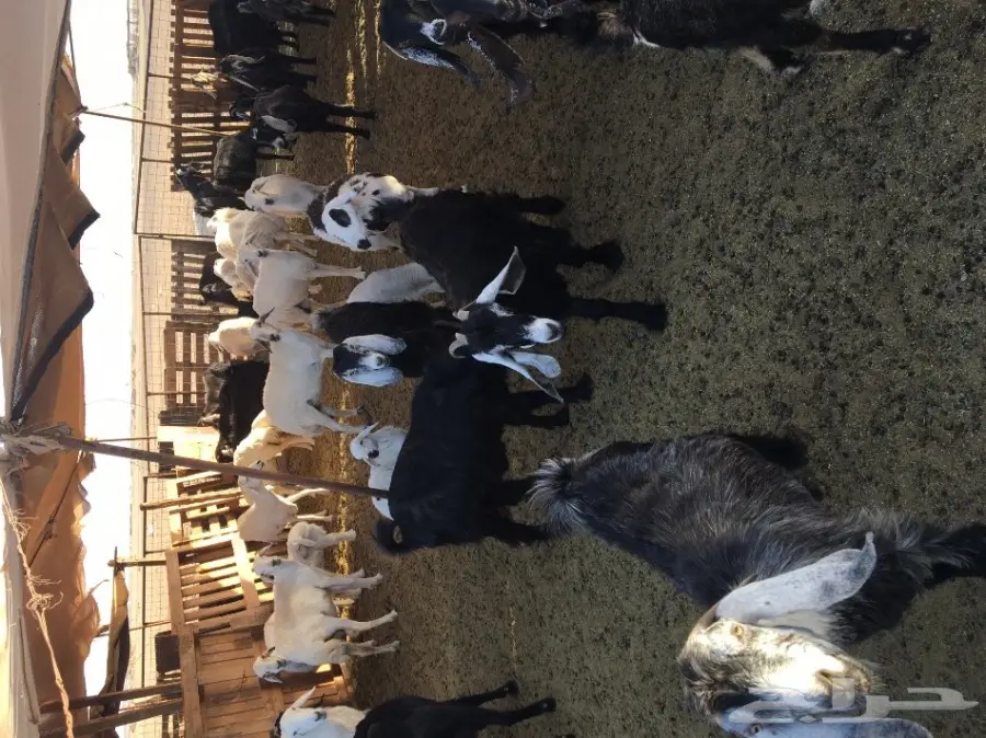 ماعز عارضية أصيل - فرصة لا تُفوّت! (image 2)