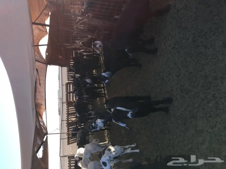 ماعز عارضية أصيل - فرصة لا تُفوّت! (image 3)