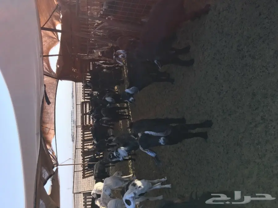 ماعز عارضية أصيل - فرصة لا تُفوّت! (image 4)