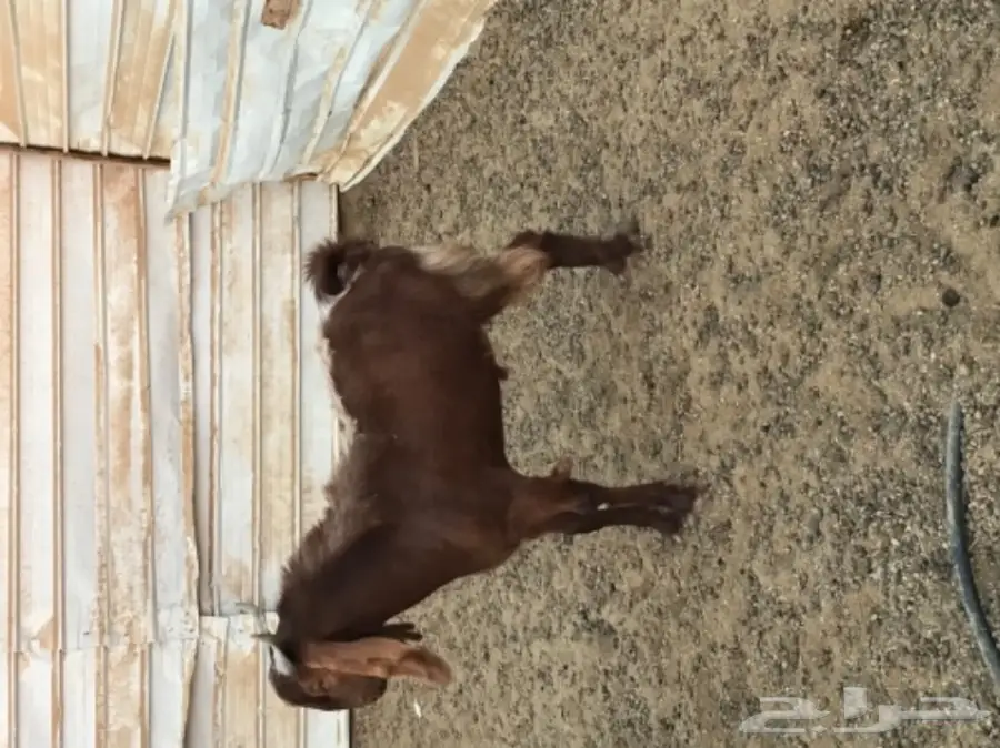 تيس للبيع (image 4)