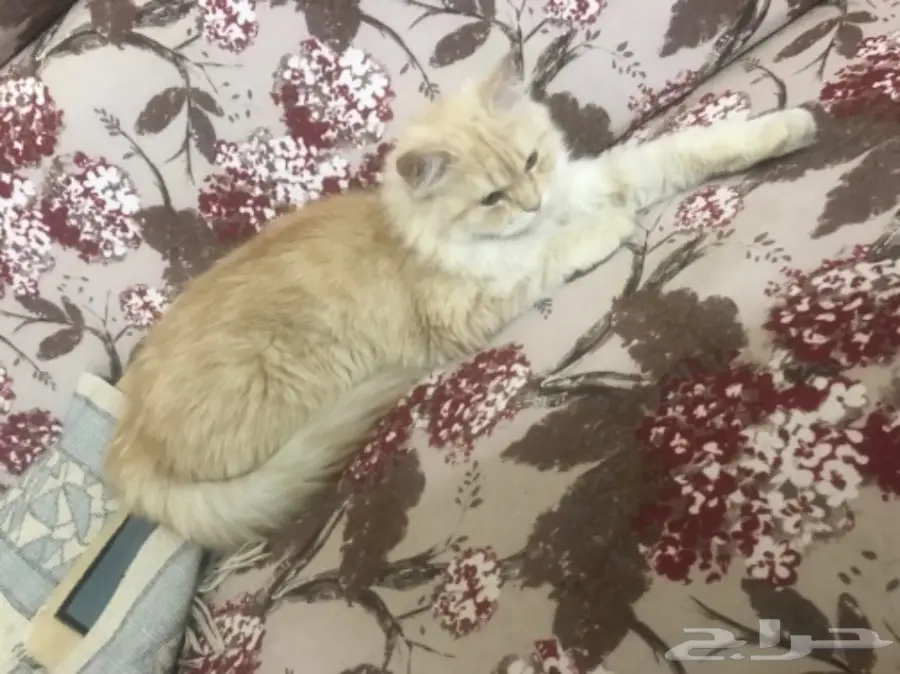 قطه شيرازي للبيع (image 1)
