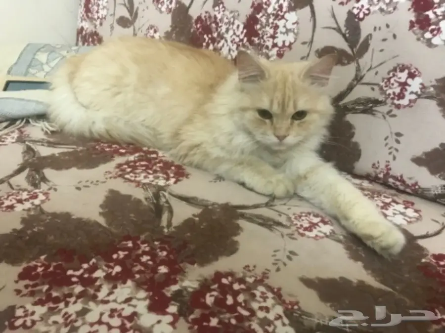 قطه شيرازي للبيع (image 2)