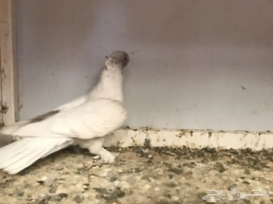 فرصة ذهبية! ديلوت ضخم ومميز