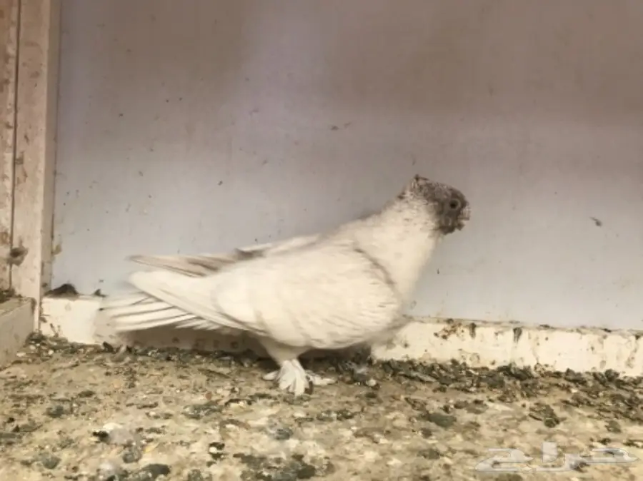 فرصة ذهبية! ديلوت ضخم ومميز (image 1)