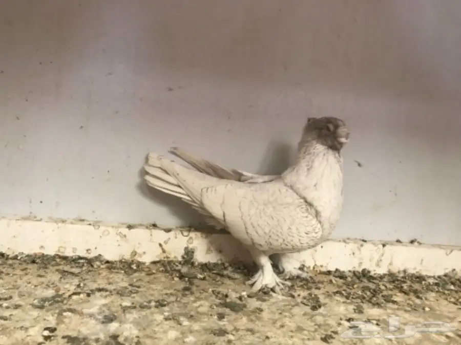 فرصة ذهبية! ديلوت ضخم ومميز (image 2)