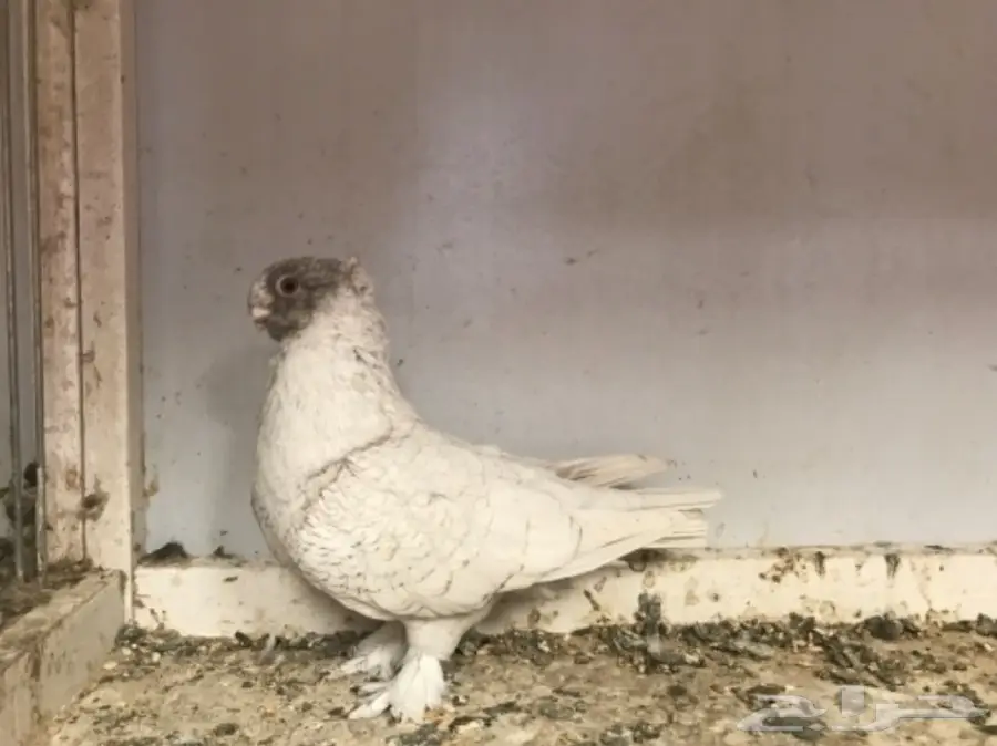 فرصة ذهبية! ديلوت ضخم ومميز (image 3)