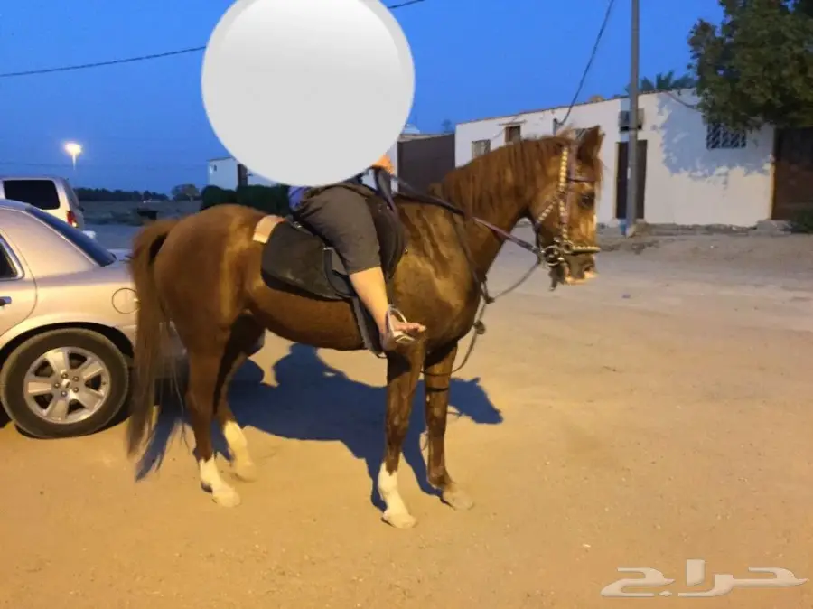 فرس شعبية للبيع - فرصة لا تُفوَّت! (image 1)