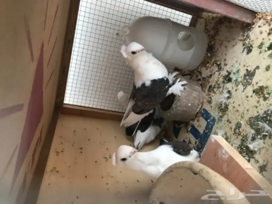 للبيع زوج حب رمان مكتف.