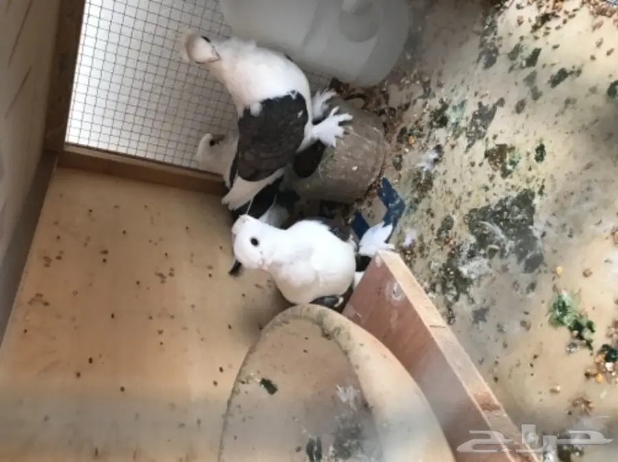 للبيع زوج حب رمان مكتف. (image 2)