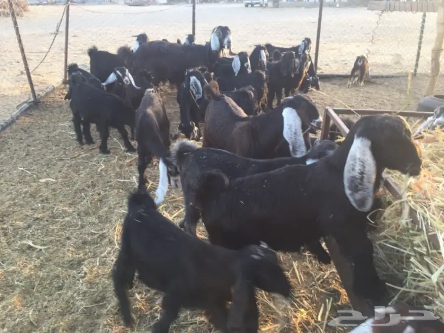 تيوس وجفار 30راس والعمر3 شهور