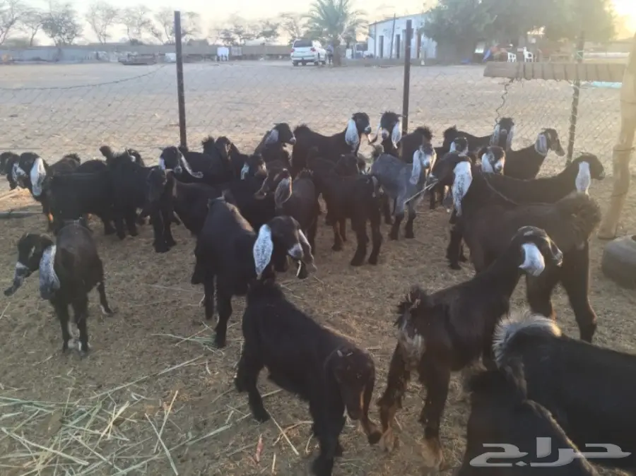 تيوس وجفار 30راس والعمر3 شهور (image 1)