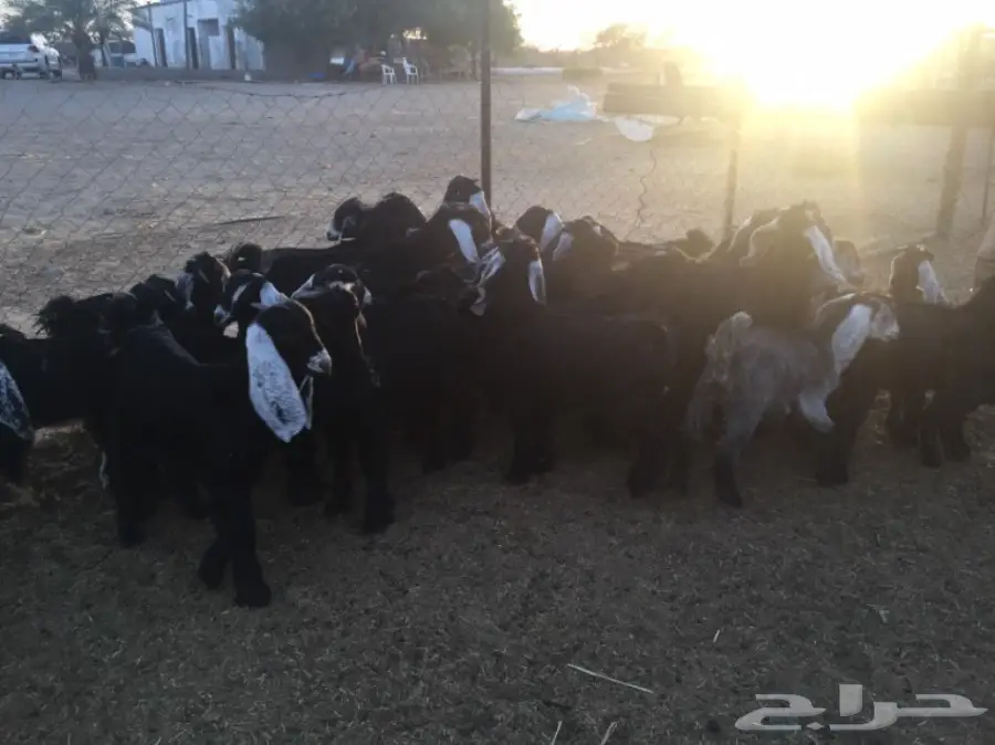 تيوس وجفار 30راس والعمر3 شهور (image 2)