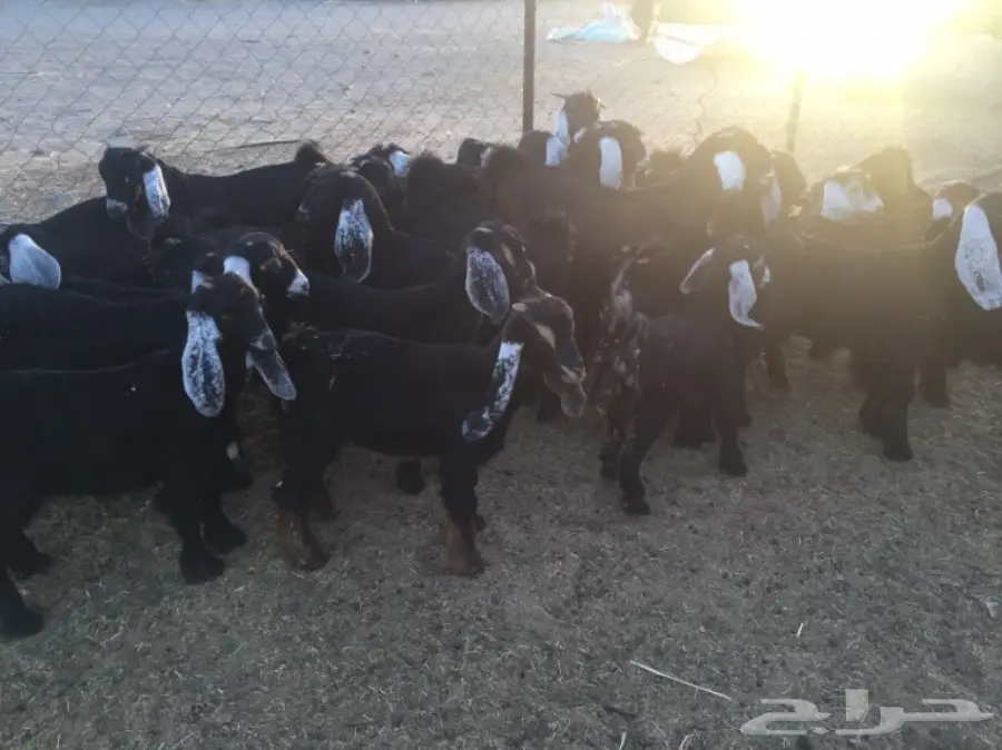تيوس وجفار 30راس والعمر3 شهور (image 3)