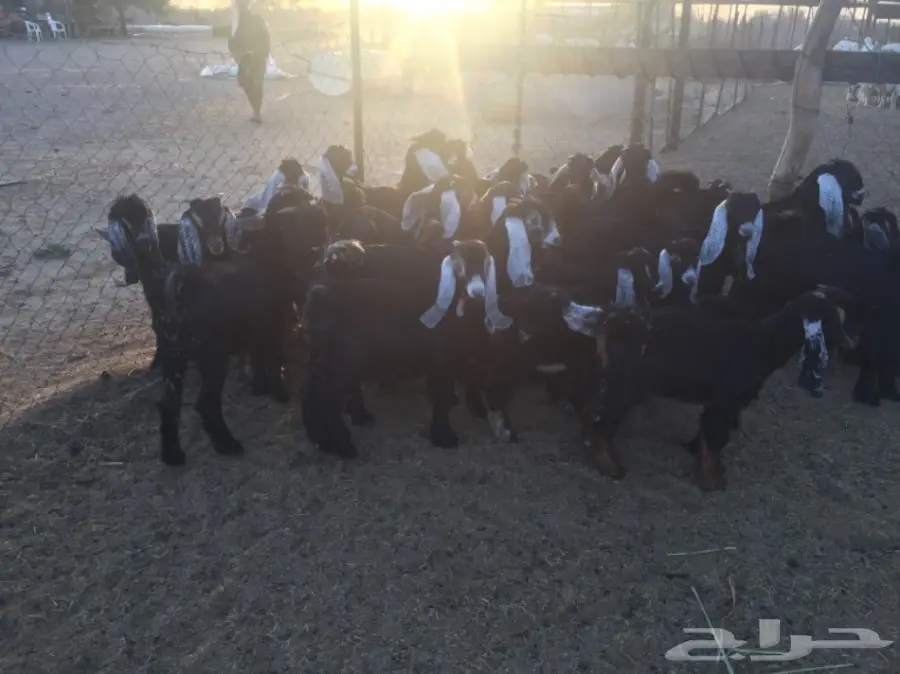 تيوس وجفار 30راس والعمر3 شهور (image 4)