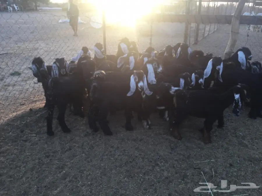 تيوس وجفار 30راس والعمر3 شهور (image 5)