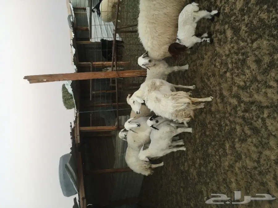 غنم حريات ونعيم متابيع ودفيع (image 4)