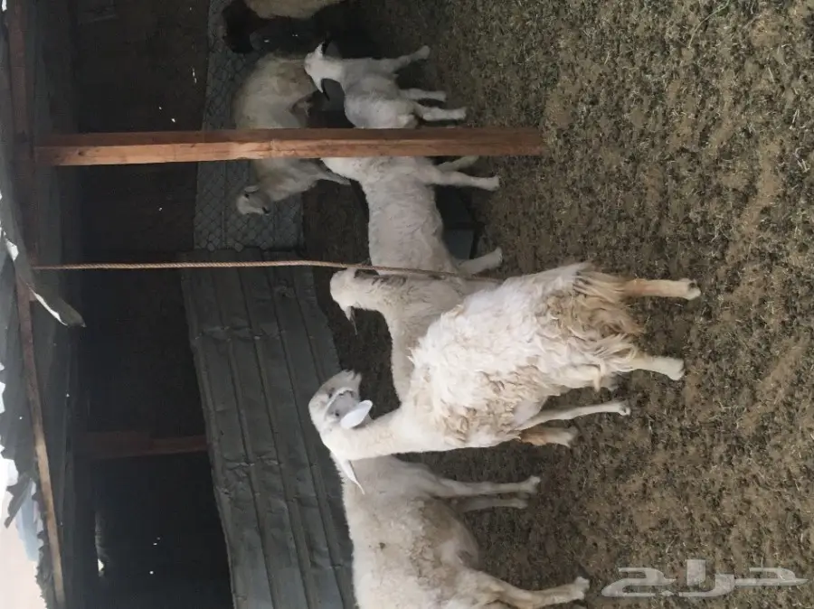 غنم حريات ونعيم متابيع ودفيع (image 7)