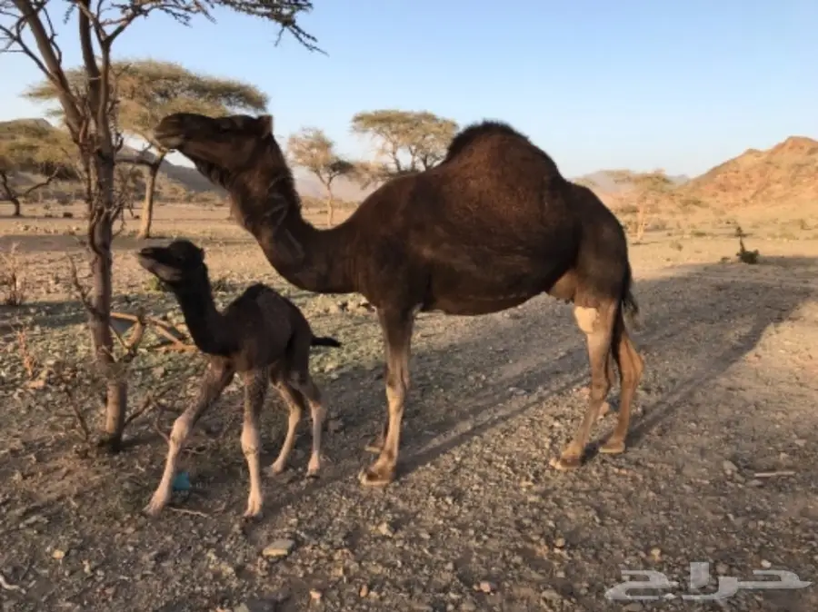 قطة صغيرة و فائقة الجمال - خلفه حمراء ذهبية