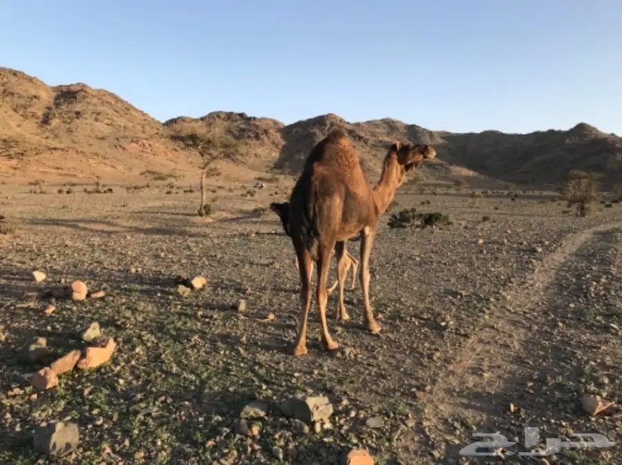 قطة صغيرة و فائقة الجمال - خلفه حمراء ذهبية (image 2)