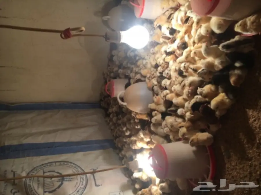 صيصان  (image 1)