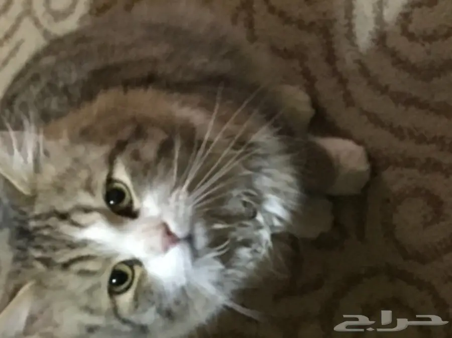 قط للتبني  (image 1)