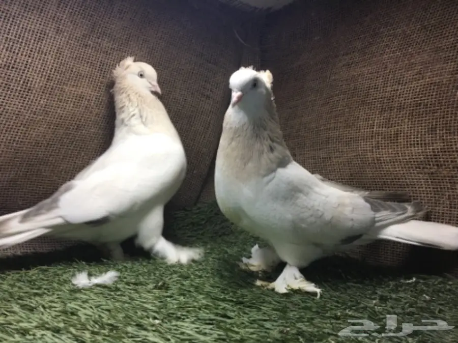 جوز الفين توب 