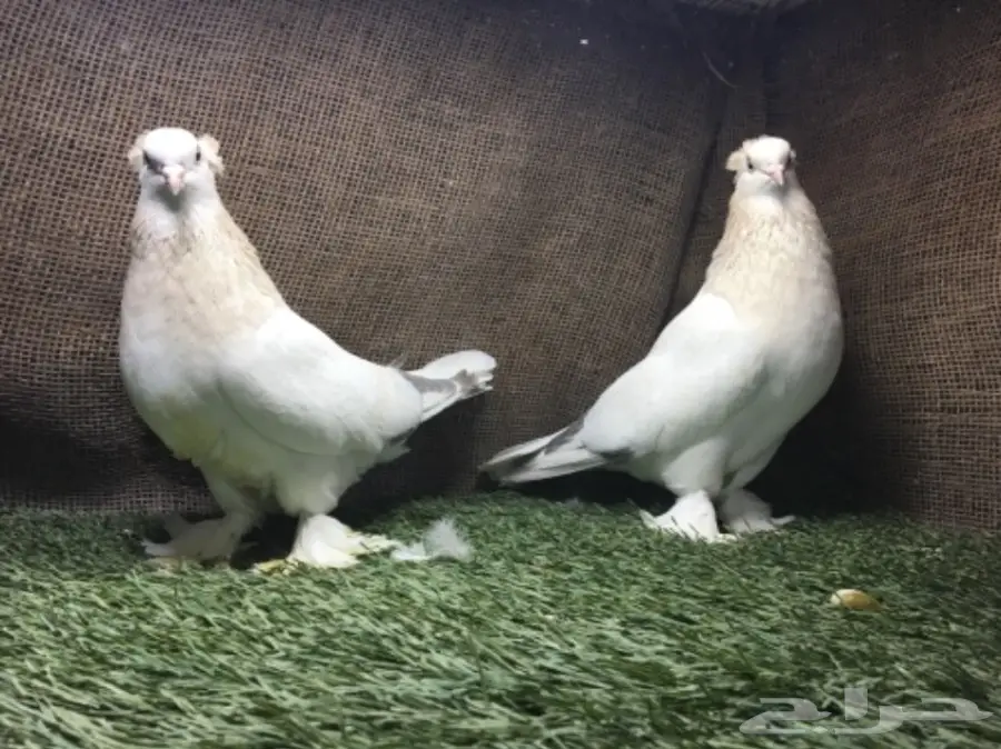 جوز الفين توب  (image 1)