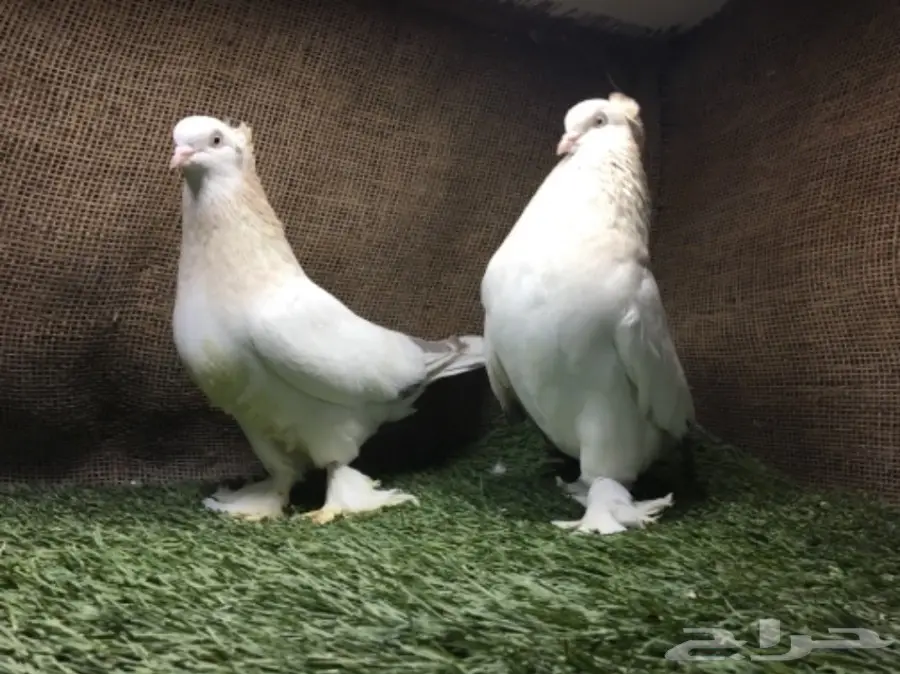 جوز الفين توب  (image 2)