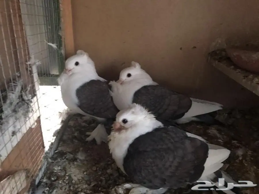 للبيع زوج حب رمان مكتف. (image 1)