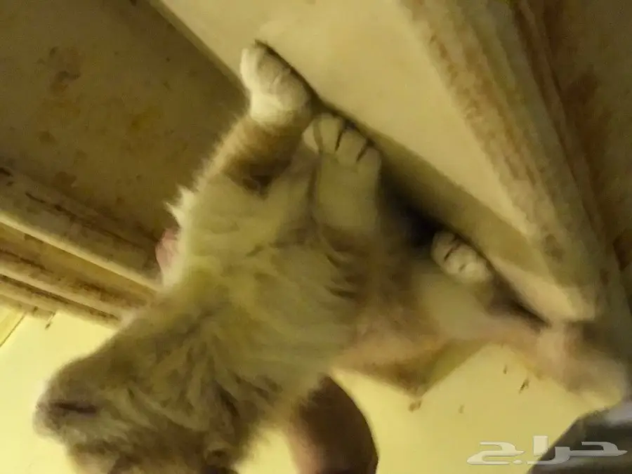 قطه للبيع عمرها 3 اشهر شيرازيه امريكيه (image 3)