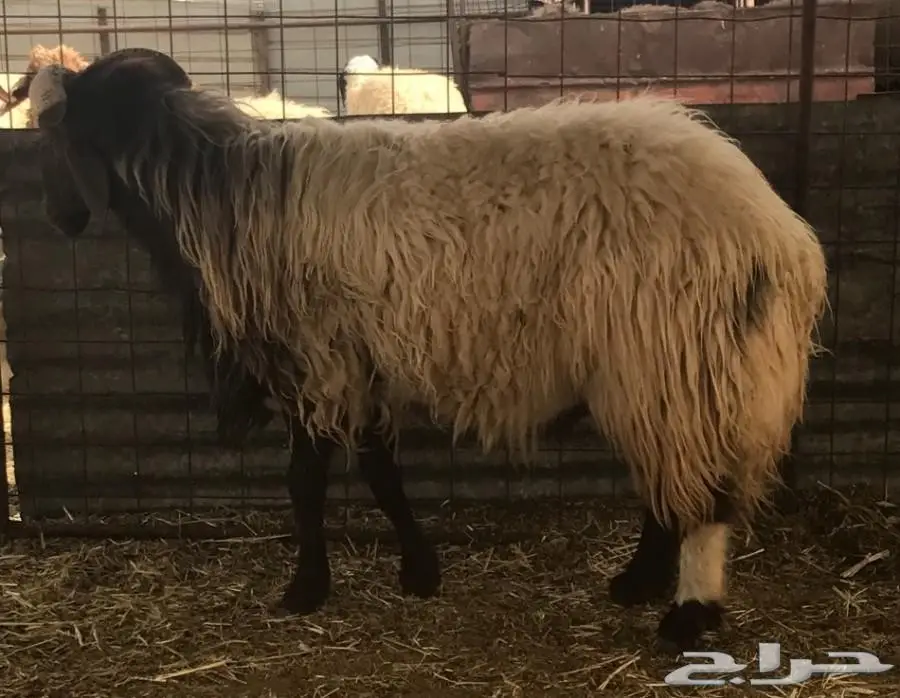 خروف فحل نعيمي  (image 5)