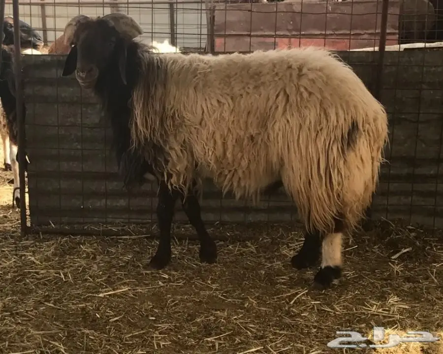 خروف فحل نعيمي  (image 4)