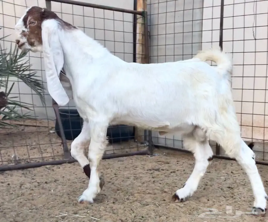 مشروع فحل كايف على عز  (image 8)