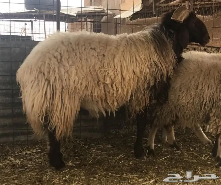 خروف فحل نعيمي 