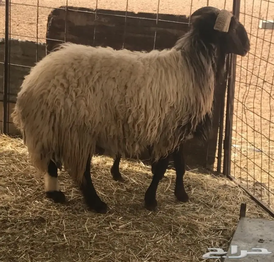 خروف فحل نعيمي  (image 7)
