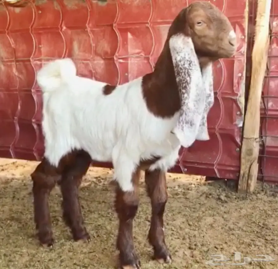 مشروع فحل على رمز