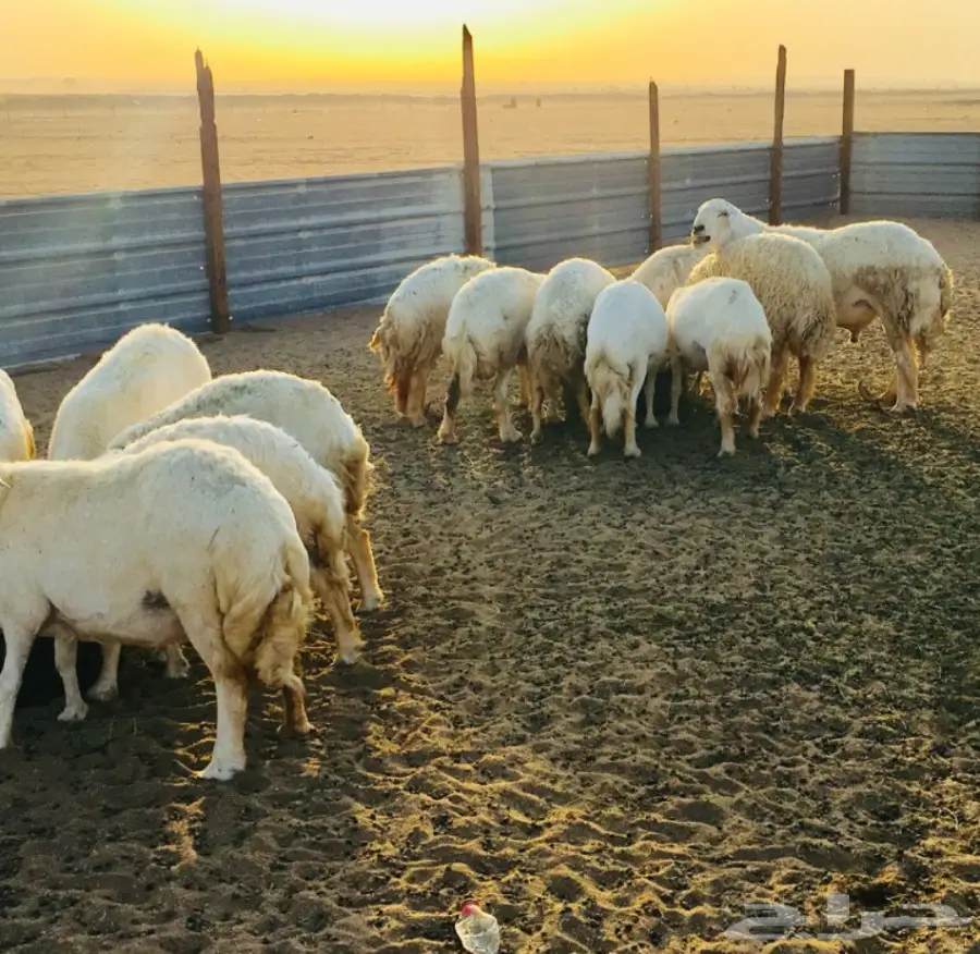 مراح معزا و ضأن منوة ومؤسس تأسيس قوي (image 3)