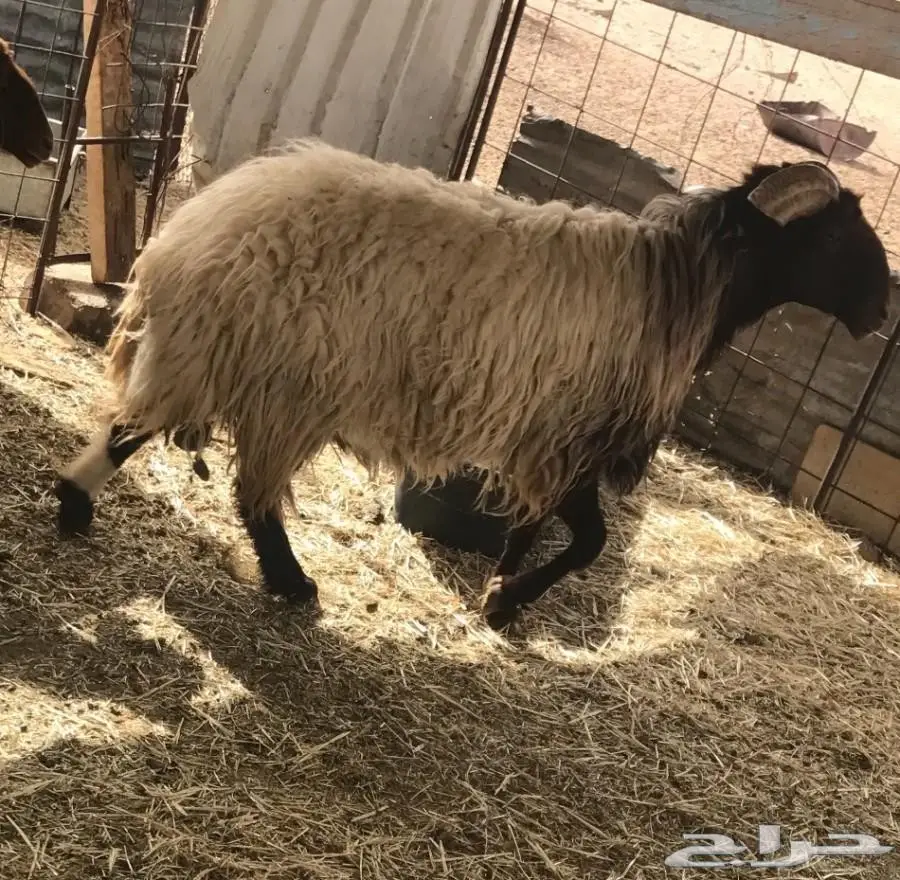 خروف فحل نعيمي  (image 6)